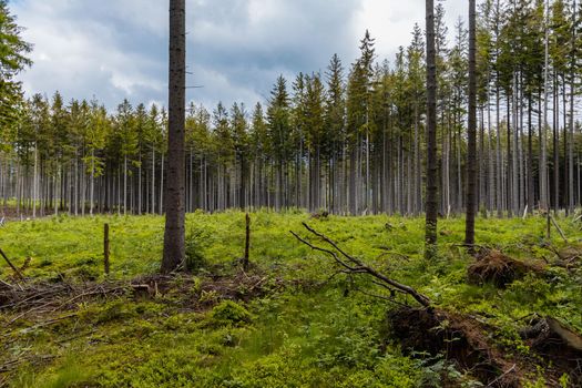 Small glade with felled trees in Rudawy Janowickie mountains