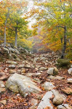 Beautiful autumn beech forest on the Spanish mountain Montseny