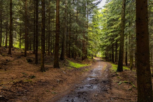 Long mountain trail between high trees and bushes in Rudawy Janowickie mountains