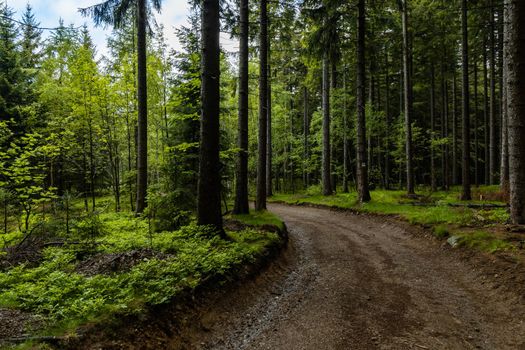 Long mountain trail between high trees and bushes in Rudawy Janowickie mountains