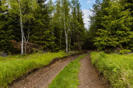 Long mountain trail between high trees and bushes in Rudawy Janowickie mountains