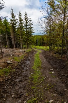 Long mountain trail between high trees and bushes in Rudawy Janowickie mountains