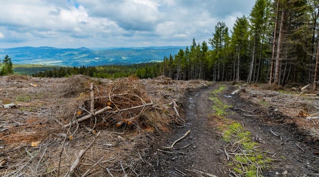 Panorama of Rudawy Janowickie mountains with small glade with felled trees 