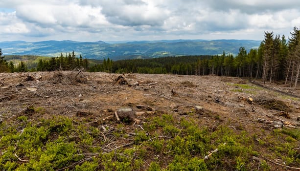 Panorama of Rudawy Janowickie mountains with small glade with felled trees 