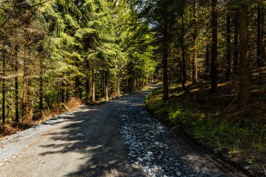 Long mountain trail between high trees and bushes in Rudawy Janowickie mountains