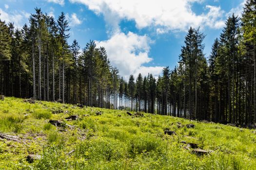 Small glade with felled trees in Rudawy Janowickie mountains