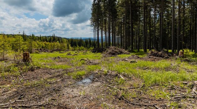 Small glade with felled trees in Rudawy Janowickie mountains