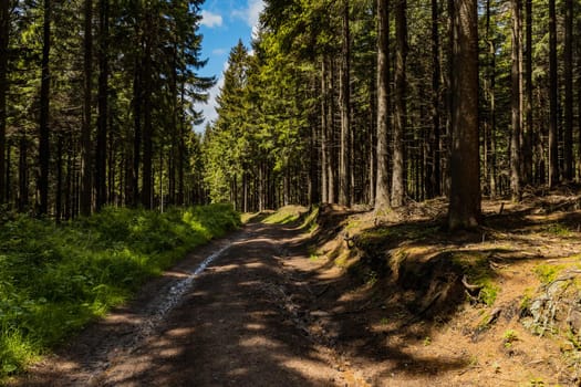 Long mountain trail between high trees and bushes in Rudawy Janowickie mountains