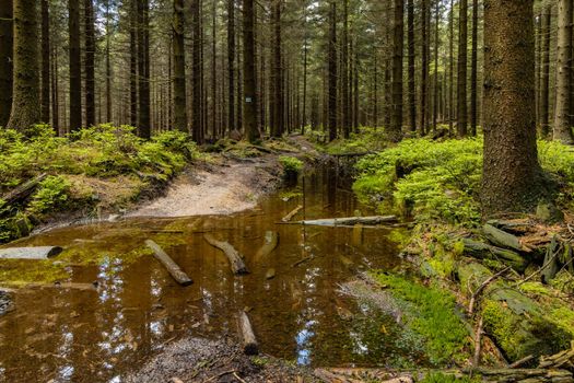 Puddle with reflections of forest in Rudawy Janowickie mountains