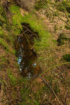 Puddle with reflections of forest in Rudawy Janowickie mountains