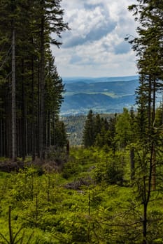 Panorama of Rudawy Janowickie mountains with high old thin trees