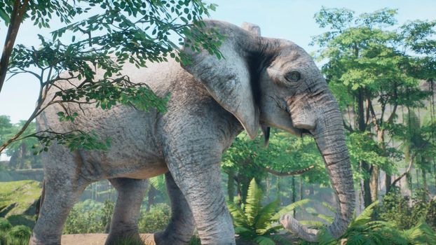 A gray African elephant walks through the green jungle in the early morning. A look at the African jungle.