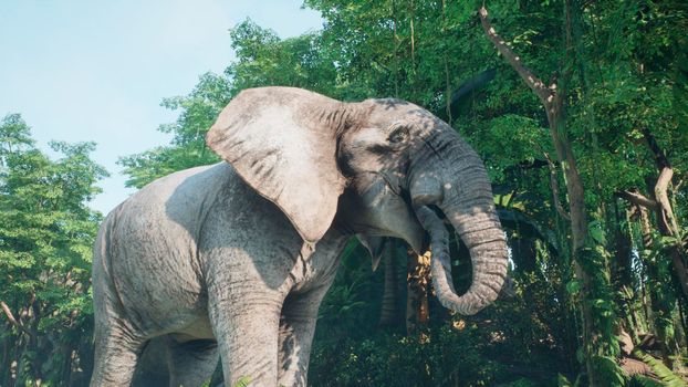 Large gray African elephant in the jungle eats foliage from trees. A look at the African jungle.