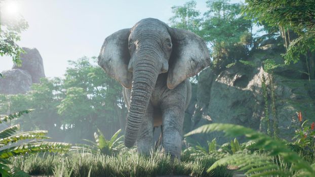 A gray African elephant walks through the green jungle in the early morning. A look at the African jungle.