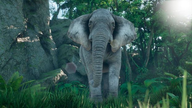 A gray African elephant walks through the green jungle in the early morning. A look at the African jungle.