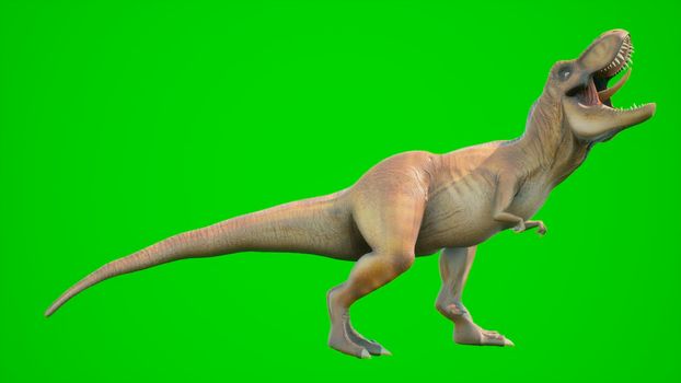 Angry T-Rex dinosaur runs in a looping seamless animation.. Reptile in front of green screen. View of a prehistoric animal.