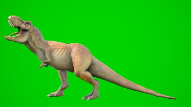 Angry T-Rex dinosaur runs in a looping seamless animation.. Reptile in front of green screen. View of a prehistoric animal.