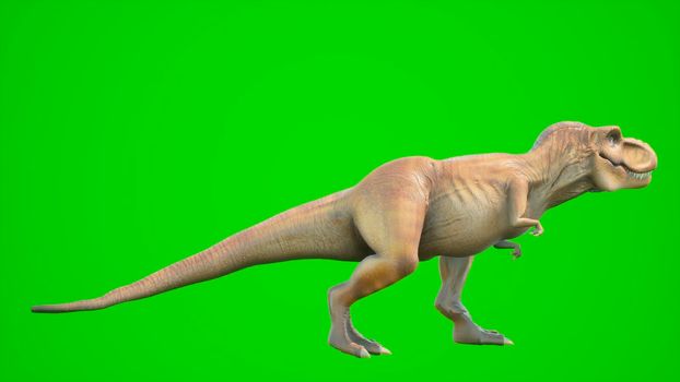 Angry Dinosaur T-Rex walks in a looping seamless animation. Reptile in front of green screen. View of a prehistoric animal.