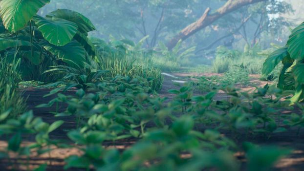 Beautiful jungle and green ferns in the rainforest. View of the green forest in the jungle on a sunny morning.