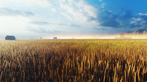 Combines work in the field in the early morning. Harvesting wheat in the summer with a combine harvester. The concept of agricultural activity.