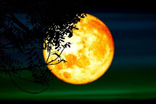 Super full blood moon and silhouette tree in the night sky, Elements of this image furnished by NASA