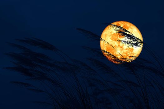 super full harvest moon on night sky back grass flower in the field, Elements of this image furnished by NASA