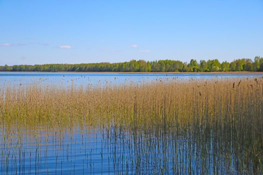 View of the shore of the lake with bushes