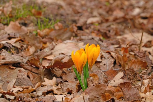 Spring beautiful blooming crocus flowers after winter