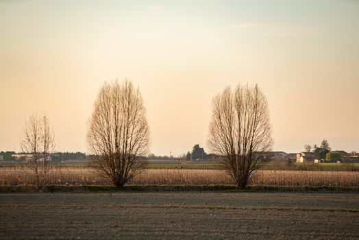 Field landscape at sunset time in spring in Italy plain