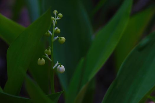 Young green branch of lilies of the valley in the spring forest
