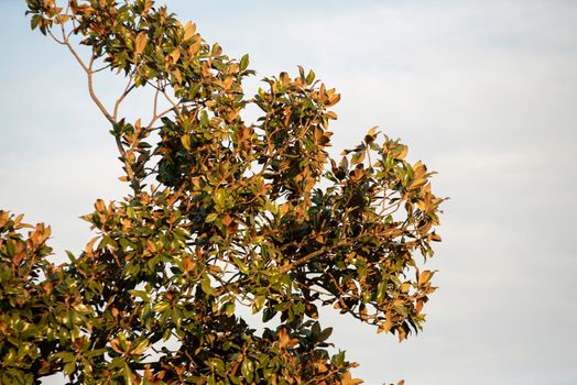 Magnolia tree under the sky at sunset time