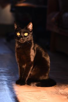 A black cat sits in the bright sunlight on a dark background. Vertical photo.