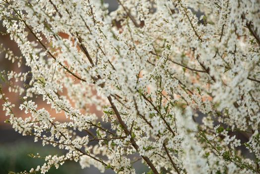 Detail of White flowers in spring in nature