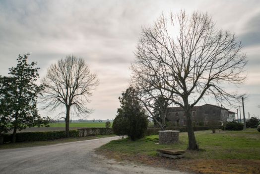 Detail of Trees and a dirty road in winter season