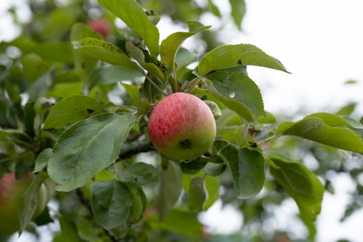 Apple tree with red apples in the sunset. A red Apple grows on a branch. Soft focus on apples. Green apples on a tree branch in the garden. Apple tree in the evening.