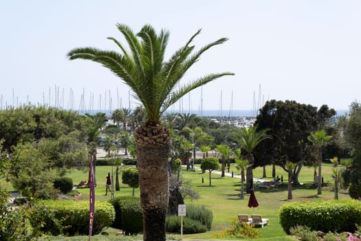 Sunny clear day on a warm tropical island. The wind sways the branches and leaves of palm trees.