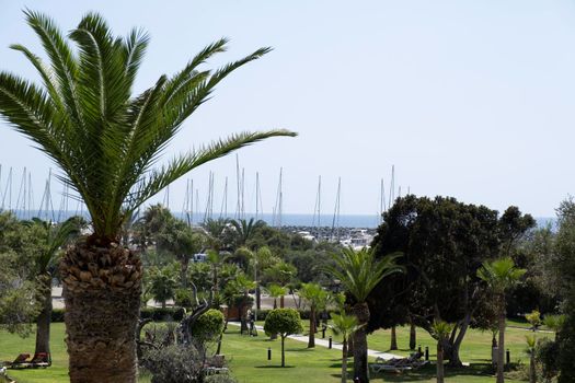 Sunny clear day on a warm tropical island. The wind sways the branches and leaves of palm trees.