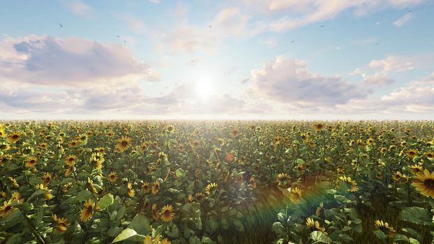 Beautiful Sunflowers in the field at sunrise. Field with sunflowers, butterflies and insects in summer.