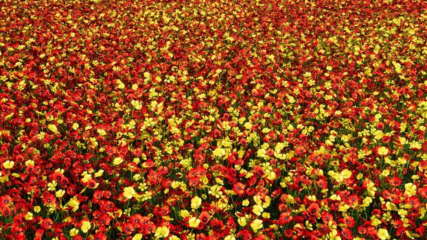 Camera flight over an endless colorful flower field on a clear Sunny summer day.