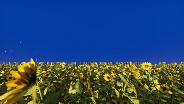 Beautiful Sunflowers in the field at sunrise. Field with sunflowers, butterflies and insects in summer in front of a blue screen.