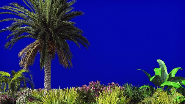 The branches of palm tree and Tropical plant in the wind on blue screen. 