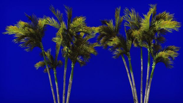 The branches of palm tree in the wind on blue screen. 