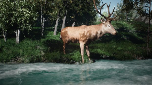 Beautiful Sunny spring forest and a deer that drinks water from the stream
