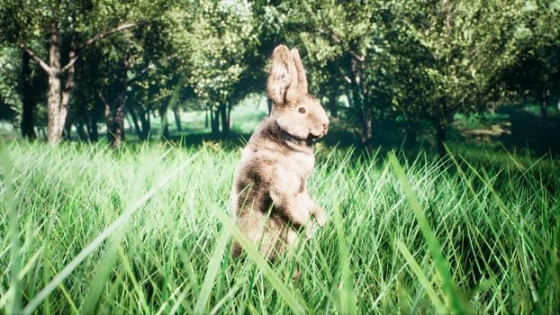 Little cute wild rabbit run away and hiding in the grass