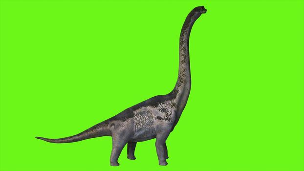 Dinosaur Braquiossauro on green screen.