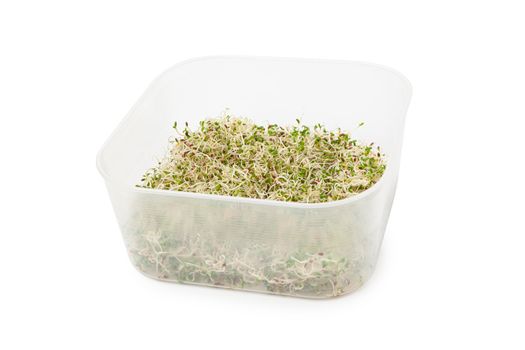 Organic young alfalfa sprouts in a plastic container on white background. Organic food. Close up with clipping path