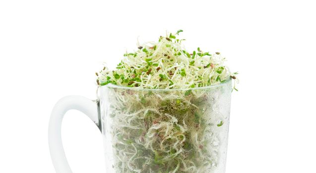 Organic young alfalfa sprouts in a glass on white background. Organic food. Close up with clipping path