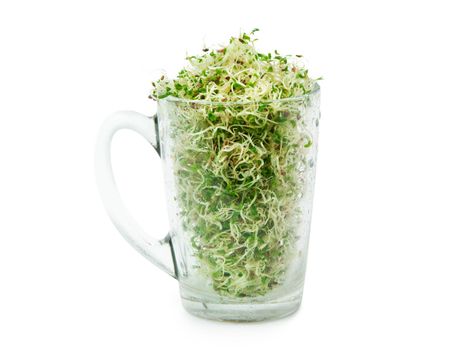 Organic young alfalfa sprouts in a glass on white background. Organic food. Close up with clipping path