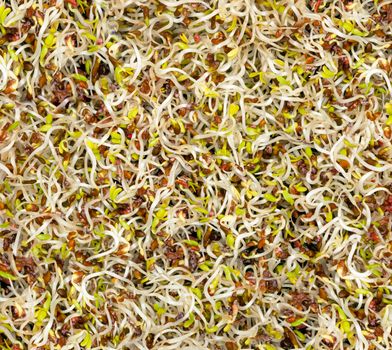 Alfalfa sprouts are fresh and raw. The fourth day of germination. Closeup shot isolated background