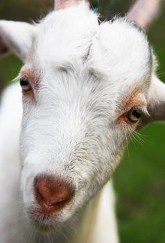 White young goat portrait close up, blurry background